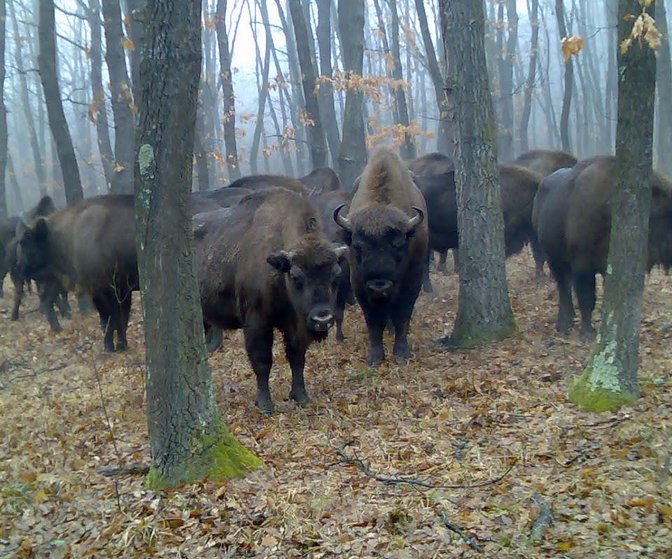 Des bisons d'Europe dans une forêt